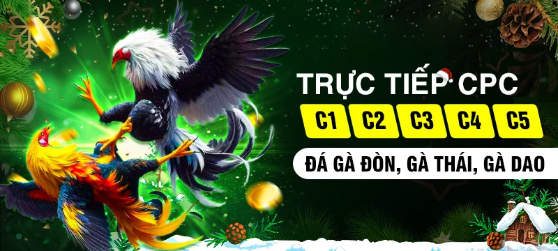 Link Vào Đá Gà BJ66 Chính Thức